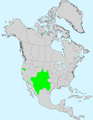 North America species range map for Cirsium ochrocentrum: Click image for full size map.